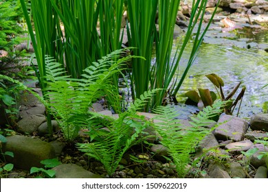 Leaves Perennial Fern Ostrich Ostrich, Or German Ostrich Or Ostrich Feather Or Velamkuch Or Schifolia Or Black Fern (lat.Matteúccia Struthiópteris) On Blurry Background Of Emerald Water Of Magic Pond.