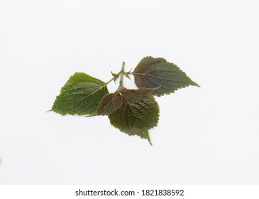 Leaves Of  Perilla Frutescens (L.) Britton On White Background