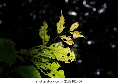 Leaves With Pest Bite Mark On The Black Background