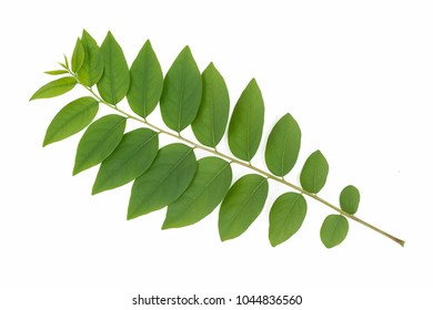 leaves of Phyllanthus acidus isolated on white background