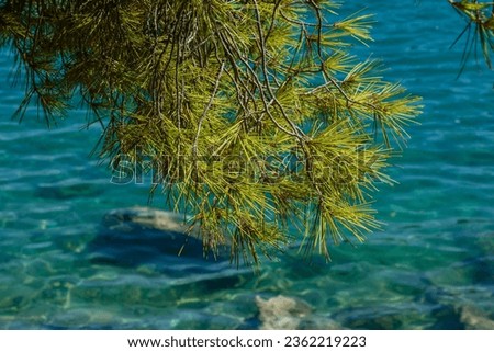leaves of a pine tree hang just above the blue waters of the sea