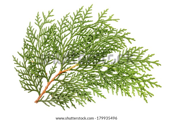 Leaves Pine Tree Oriental Arborvitae Scientific Stock Photo Edit Now 179935496