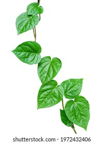 The leaves of Piper betle or Betel, Paan, Sirih and Phlu in Thai. Betel leaf resembles a heart shape and bright green in color isolated on white background. The leaves used in traditional medicine.