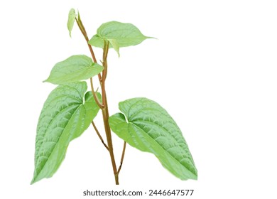 The leaves of Piper betle or Betel, Paan, Sirih. 
White background.