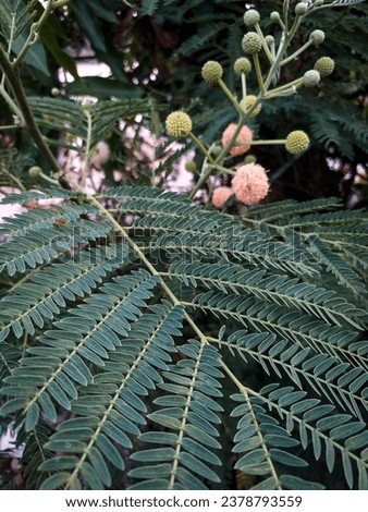 The leaves of plant named lamtoro, this plant has round-shaped flower with red or orange petals. Leucaena, Jumpy-bean, jumbay, white leadtree, river tamarind, ipil-ipil, or white popinac plant