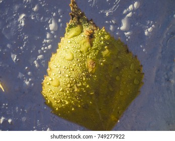 leaves of plants, structure of a drying leaf, plant cells