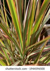 Leaves Of A Pony Tail Palm