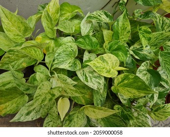 the leaves of the pothos craze plant