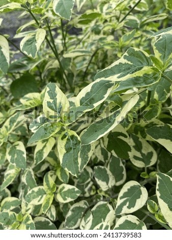 Leaves primarily function in photosynthesis, converting sunlight into chemical energy. The diversity of leaves is evident in their varied shapes, varied colors, and unique textures