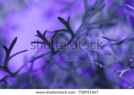 Similar – Image, Stock Photo Blue-purple wild growth sprawls and glows from the twilight.