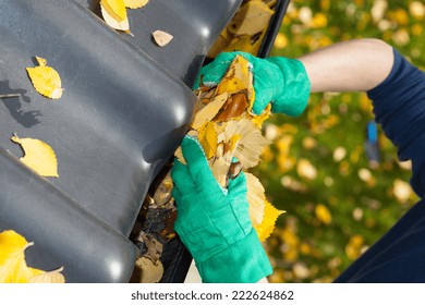 Leaves In A Rain Gutter During Autumn