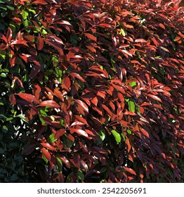 leaves, red foliage, green leaves, contrast, nature, closeup, vibrant, autumn colors, texture, sunlight, outdoor, plant, shrub, garden, natural, beauty, lush, growth, fresh, seasonal, botanical, lands - Powered by Shutterstock