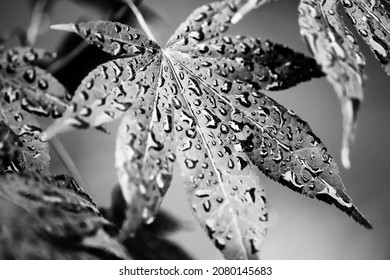 Leaves of red Japanese maple (fullmoon maple) with water drops after rain. Black and white toned image. High contrast. 