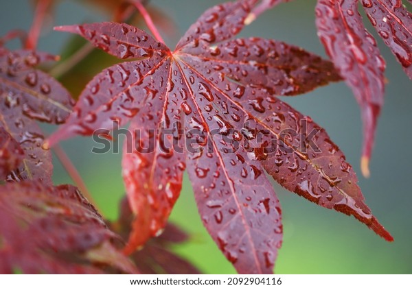 Leaves of red Japanese maple (fullmoon maple) with\
water drops after rain