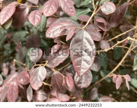 The leaves of the Redflower Loropetalum.
