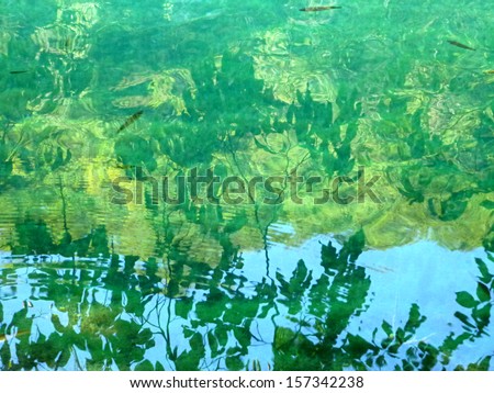 Leaves reflections on a lake surface with fishes