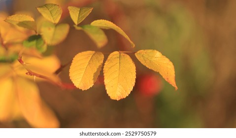 leaves of a rosa multiflora, golden leaves of a rose, autumn colours in the forest, bright yellow colours in autumn, yellow orange leaves shine in the sun, sun shines on a yellow leaf - Powered by Shutterstock