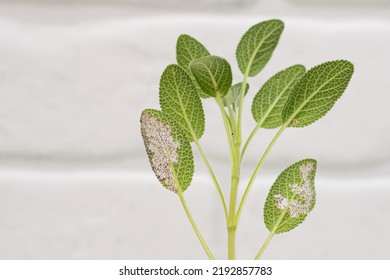 
Leaves Of Salvia Plant Affected By Pests