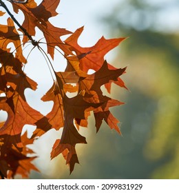 Leaves of a scarlet oak (Quercus coccinea) with reddish coloration in a park in autumn                               