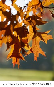  Leaves of a scarlet oak (Quercus coccinea) with reddish coloration in a park in Germany in autumn                              