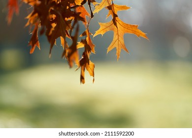  Leaves of a scarlet oak (Quercus coccinea) with reddish coloration in a park in Germany in autumn                              