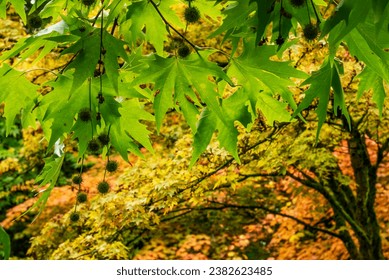 Leaves and seeds of a Platanus Orientalis tree