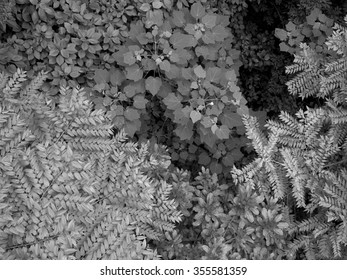 Leaves Seen From Cable Car In Braulio Carrillo National Park In Costa Rica