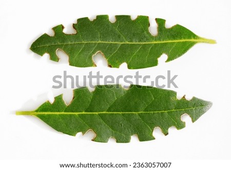 Leaves with serrated or notched edge - damage cause by pests. White background