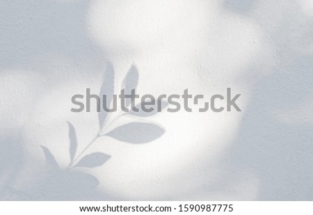 Leaves shadow background. Natural leaves tree branch shadows and sunlight dappled on white concrete wall texture for background wallpaper and any design