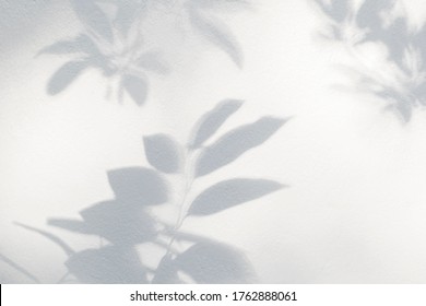 Leaves Shadow And Light Background. Natural Leaves Tree Branch And Plant Shadows With Sunlight Dappled On White Concrete Wall Texture For Background Wallpaper And Any Design
