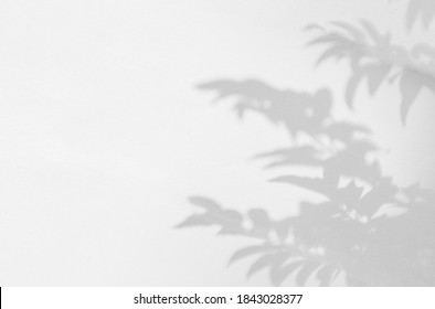 Leaves Shadow And Light On Wall Blur Background. Natural Leaves Tree Branch And Plant Shadows With Sunlight Dappled On White Concrete Wall Texture For Background Wallpaper And Any Design
