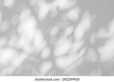 Leaves Shadow And Light On Wall Nature Background. Natural Leaves Tree Branch And Plant Shadows With Sunlight Dappled On White Concrete Wall Texture For Background Wallpaper And Any Design
