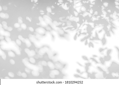 Leaves shadow and tree branch abstract background.  Natural leaves tree branch light bokeh shadows and sunlight dappled on white concrete wall texture for background wallpaper and any design