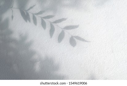 Leaves Shadow And Tree Branch Background On White Concrete Wall Texture , Black And White, Monochrome, Nature Shadow Pattern On Wall
