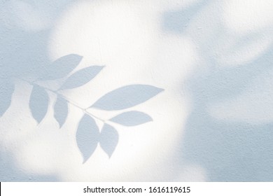 Leaves Shadow And Tree Branch Background.  Natural Leaves Tree Branch Dark Shadow And Light From Sunlight Dappled On White Concrete Wall Texture For Background Wallpaper And Any Design
