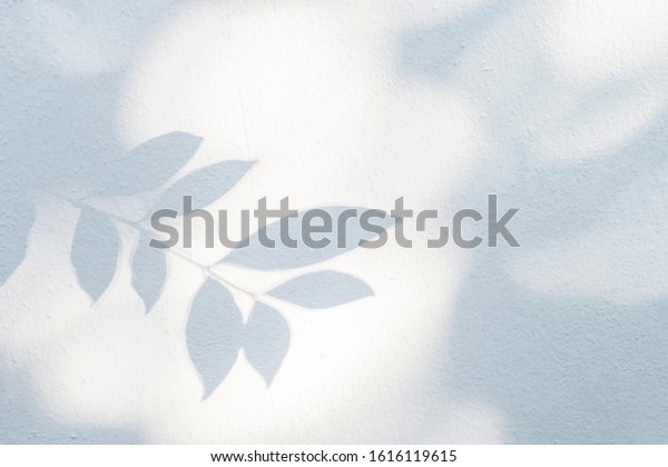 Leaves\
shadow and tree branch background.  Natural leaves tree branch dark\
shadow and light from sunlight dappled on white concrete wall\
texture for background wallpaper and any\
design\

