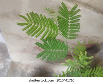 Leaves Of Shami Prosopis Cineraria Plant
