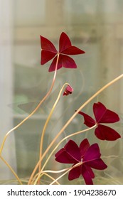 Leaves In Shape Of Butterfly At Houseplant On Window. Purple Oxalis, Selective Focus.