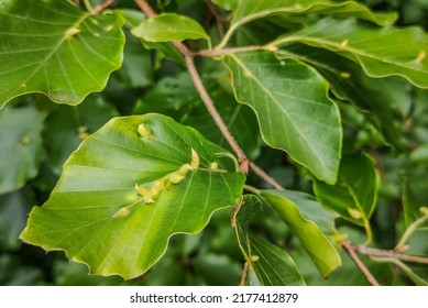 Leaves Of A Sick Tree In The Forest