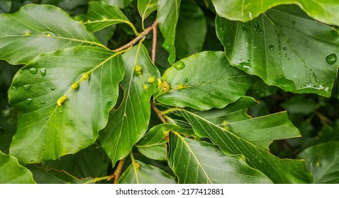 Leaves Of A Sick Tree In The Forest