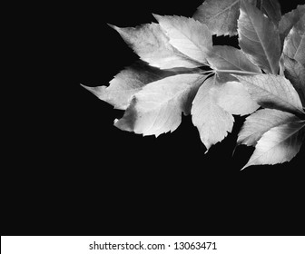 Leaves Silhouette - Powered by Shutterstock