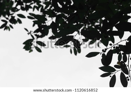 Similar – Image, Stock Photo Trees reflected in mud puddle