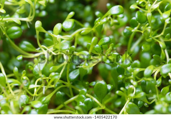 Leaves Small Mudmat Glossostigma Elatinoides Dwarf Stock Photo