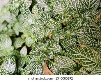 Leaves with small patterns