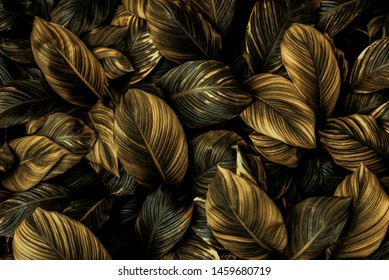 The leaves of Spathiphyllum cannifolium, abstract, dark yellow surface, natural background, tropical leaves