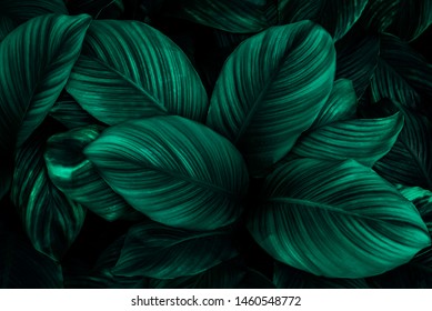 leaves of Spathiphyllum cannifolium, abstract dark green texture, nature background, tropical leaf - Shutterstock ID 1460548772