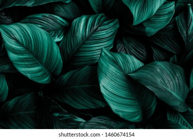 leaves of Spathiphyllum cannifolium, abstract dark green texture, nature background, tropical leaf - Shutterstock ID 1460674154
