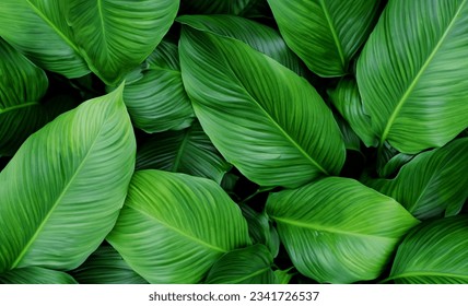 hojas Spathiphyllum cannifolium 