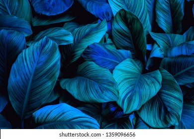 Leaves Of Spathiphyllum Cannifolium, Abstract Green Texture, Nature Blue Tone Background, Tropical Leaf