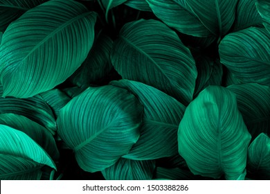 leaves of Spathiphyllum cannifolium, abstract green texture, nature background, tropical leaf - Shutterstock ID 1503388286